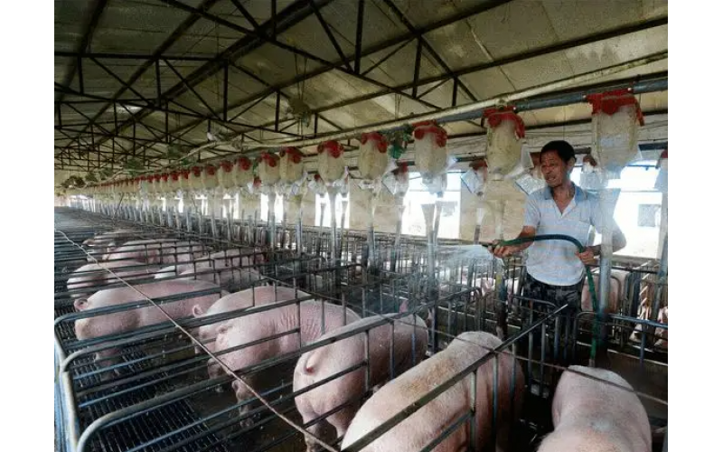 生猪养殖厂臭味解决方法